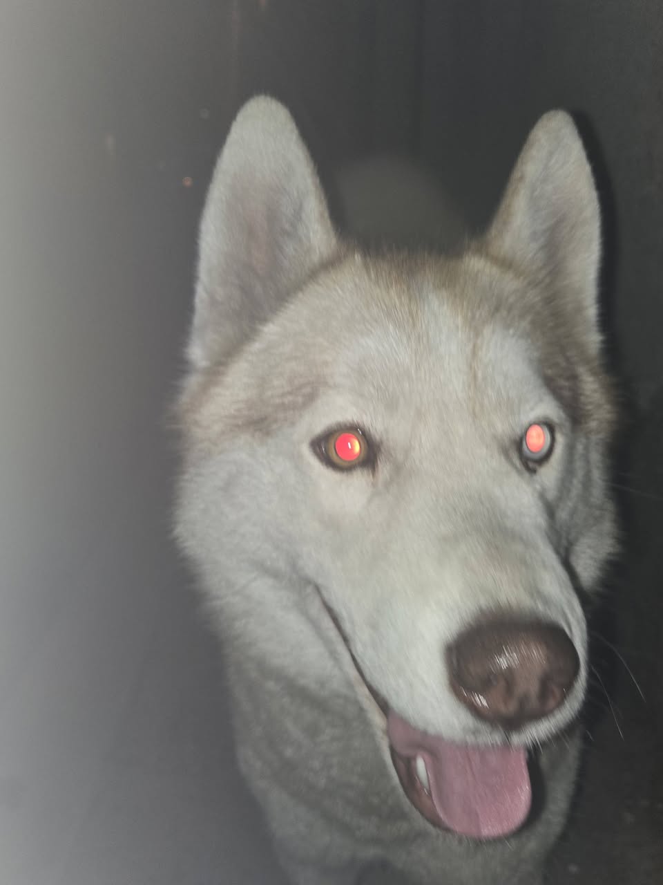 Perro mascota encontrada en Mérida