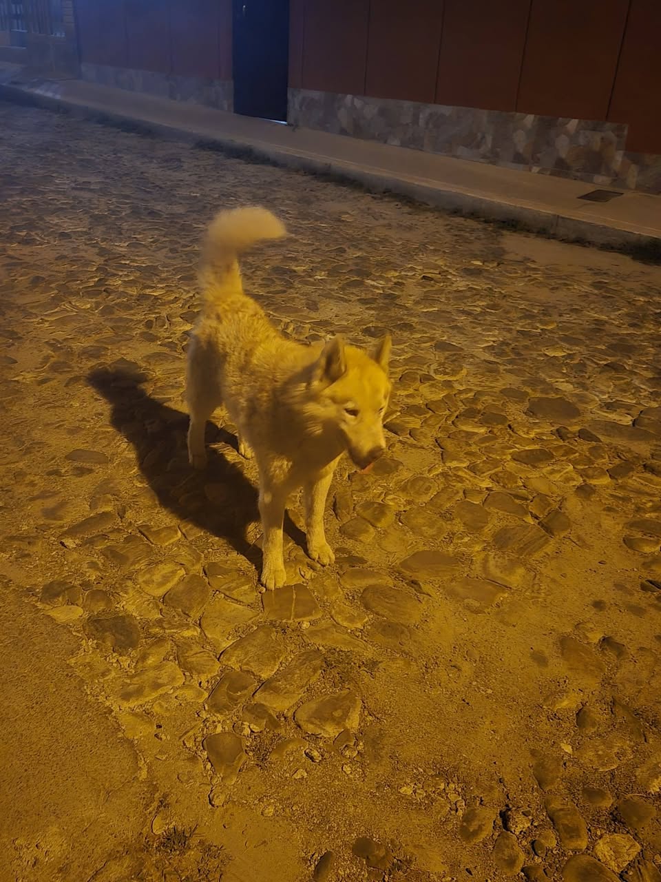 Perro mascota encontrada en Mérida