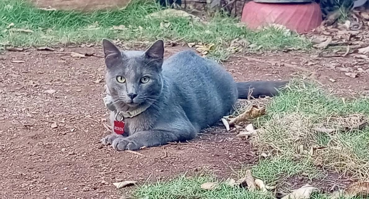 Gato rescate animal en Mérida