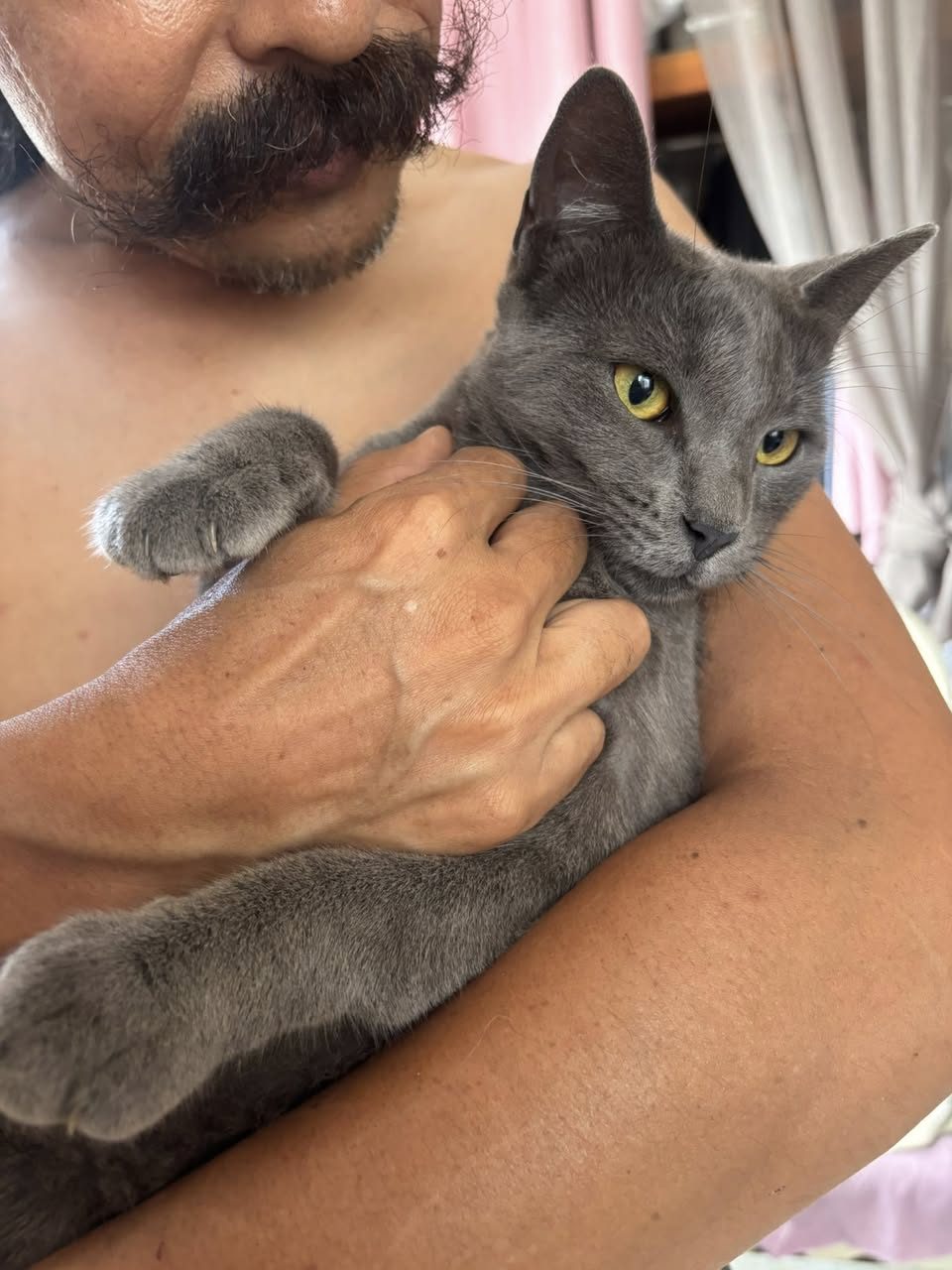 Gato rescate animal en Mérida