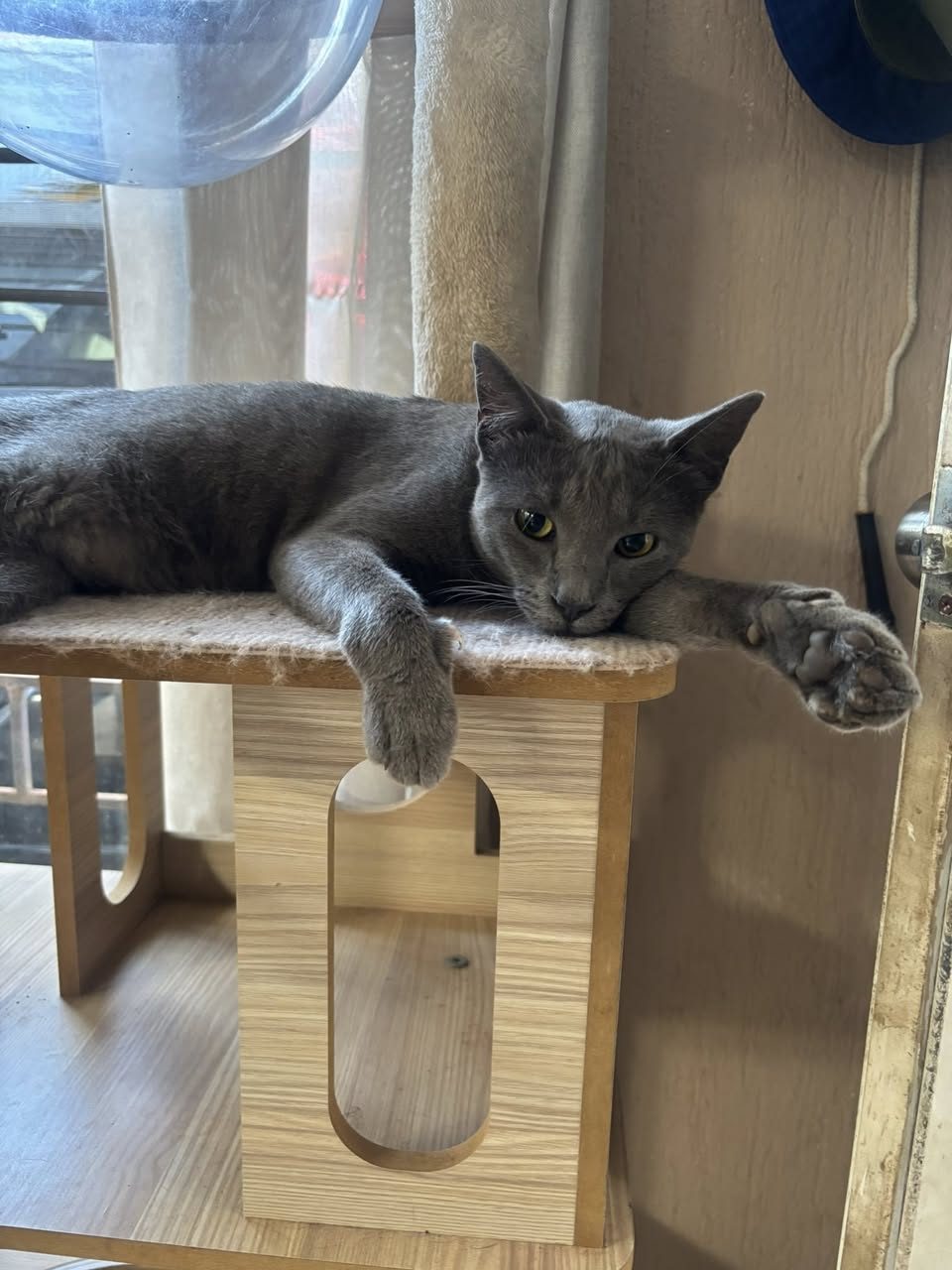 Gato rescate animal en Mérida