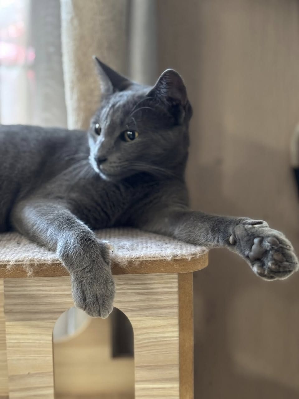 Gato rescate animal en Mérida