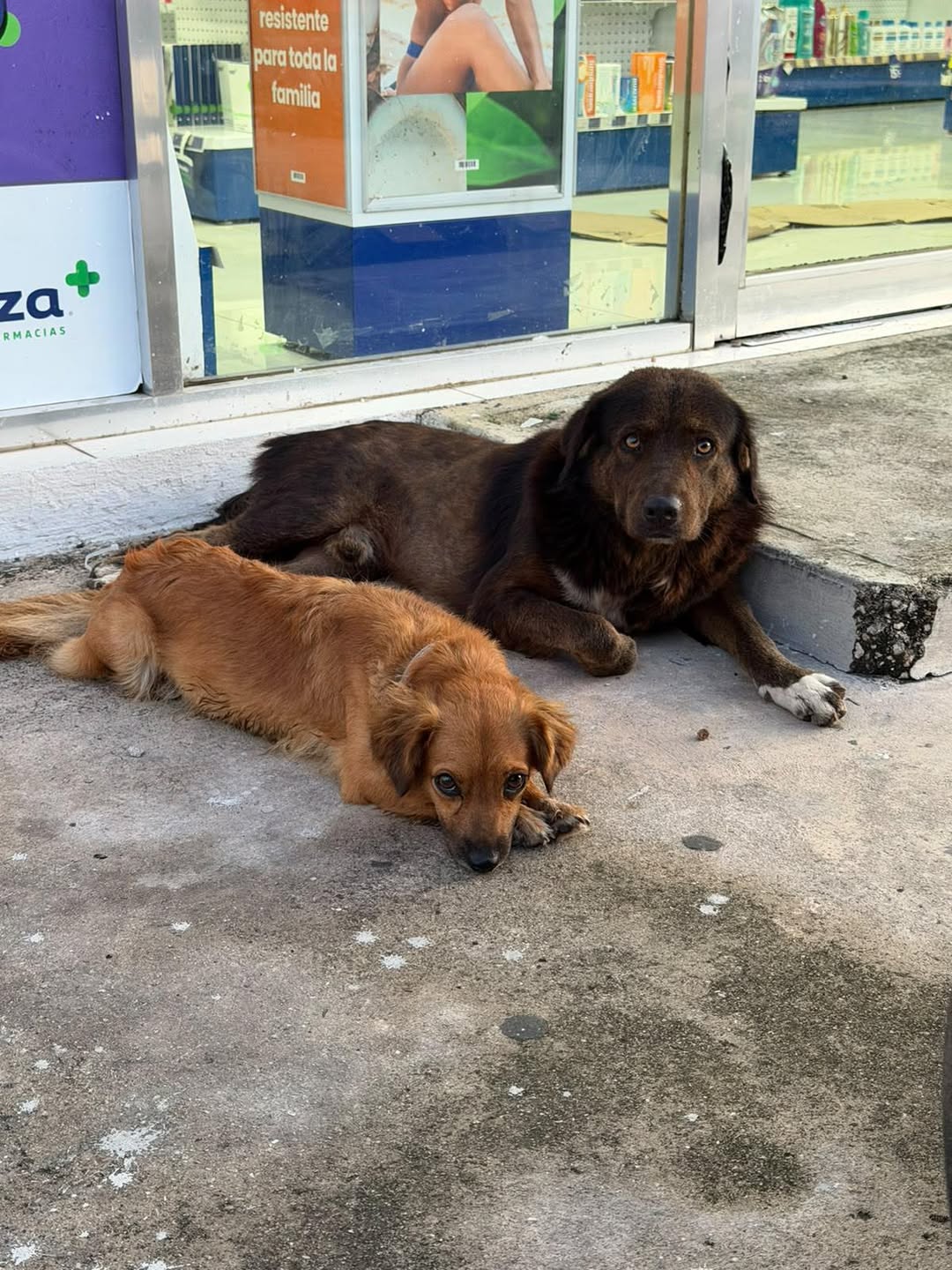 Otro mascota encontrada en Mérida