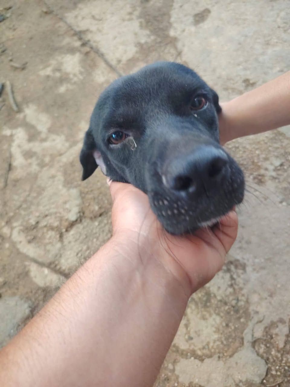 Perro en adopción en Mérida