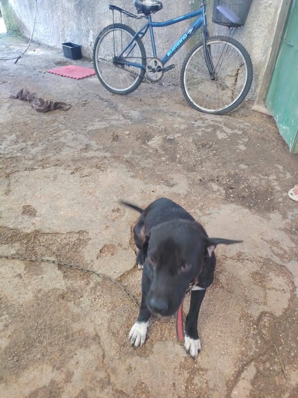Perro en adopción en Mérida