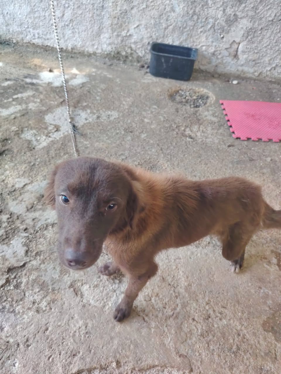 Perro en adopción en Mérida