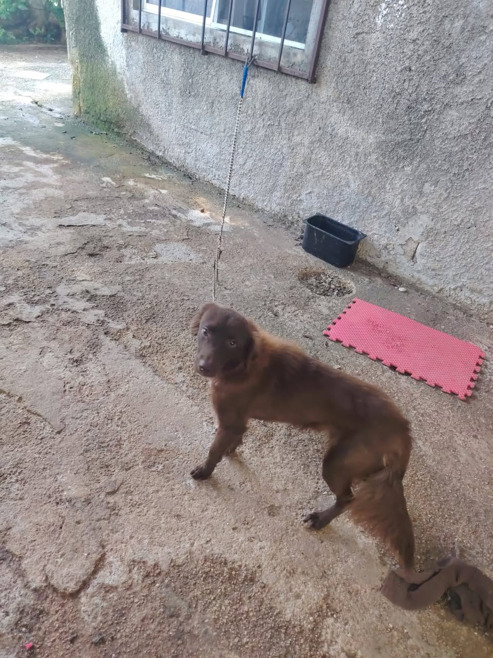 Perro en adopción en Mérida