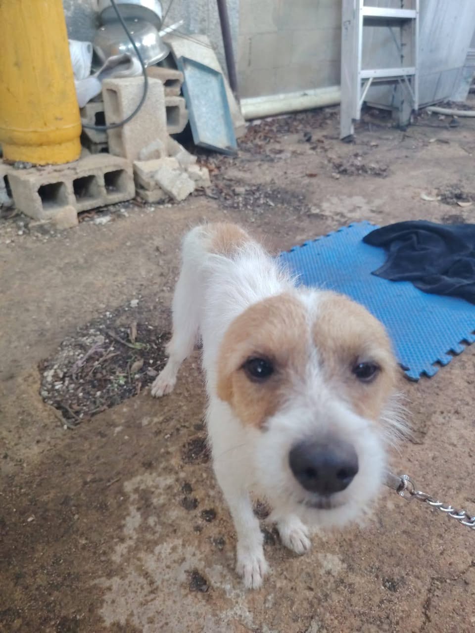 Perro en adopción en Mérida