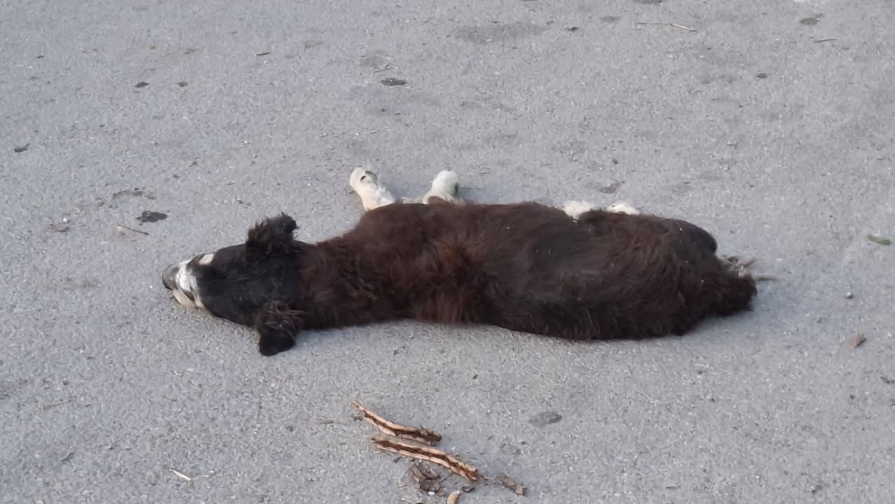 Perro rescate animal en Mérida