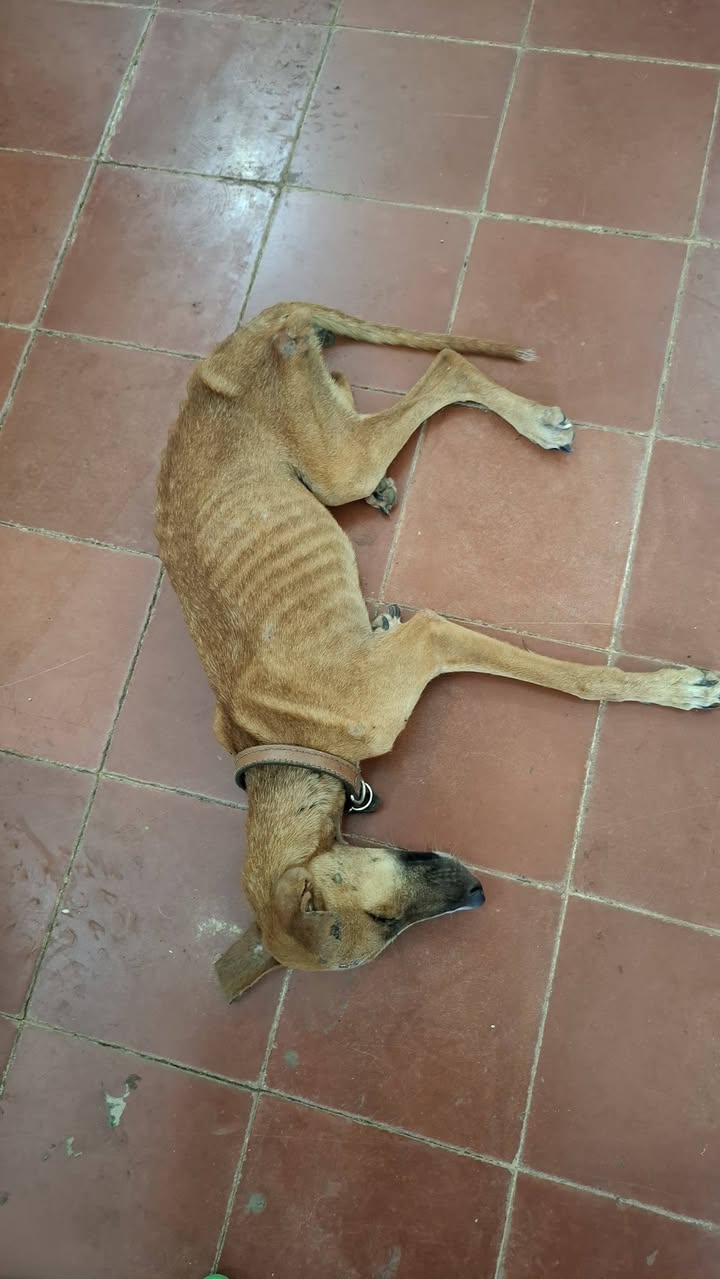 Perro ayuda médica en Mérida