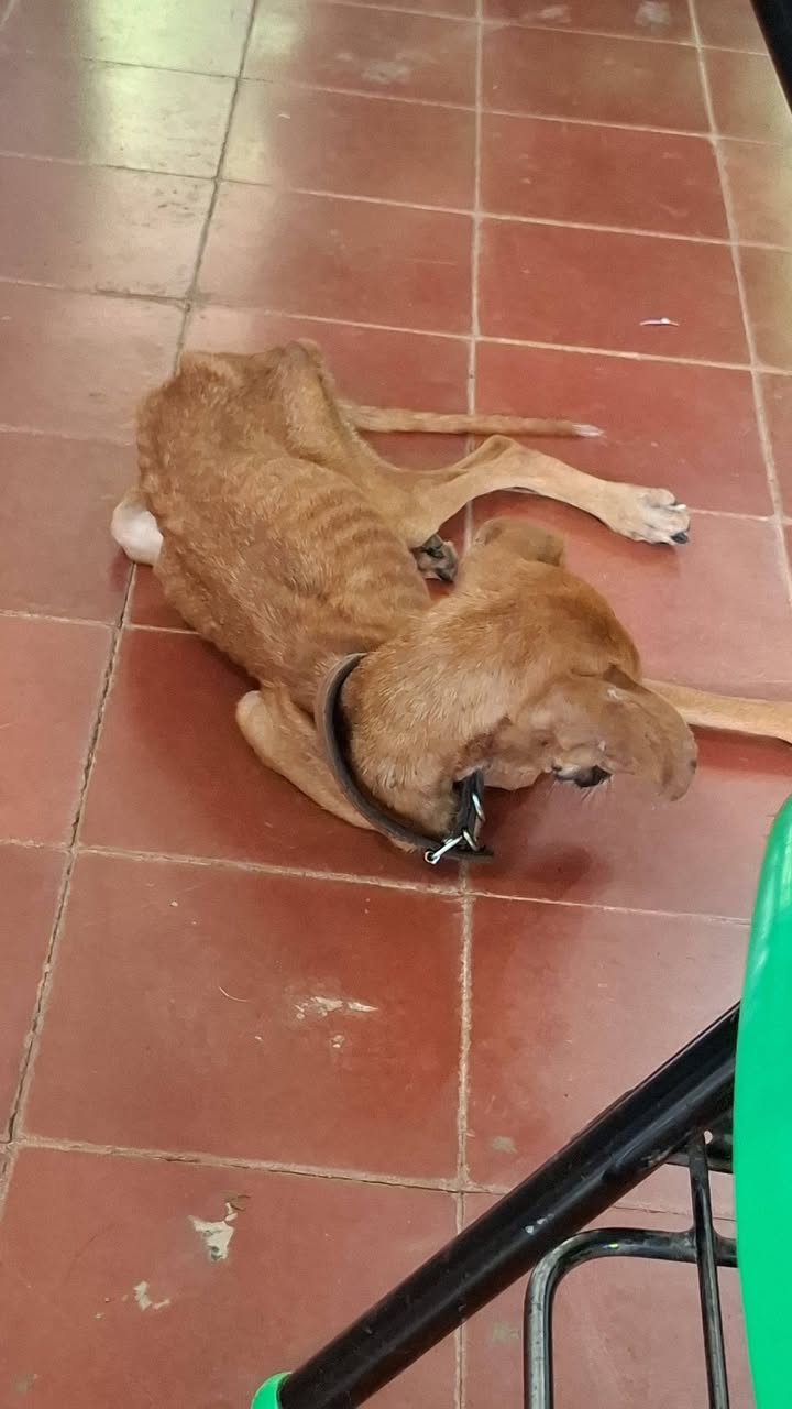 Perro ayuda médica en Mérida