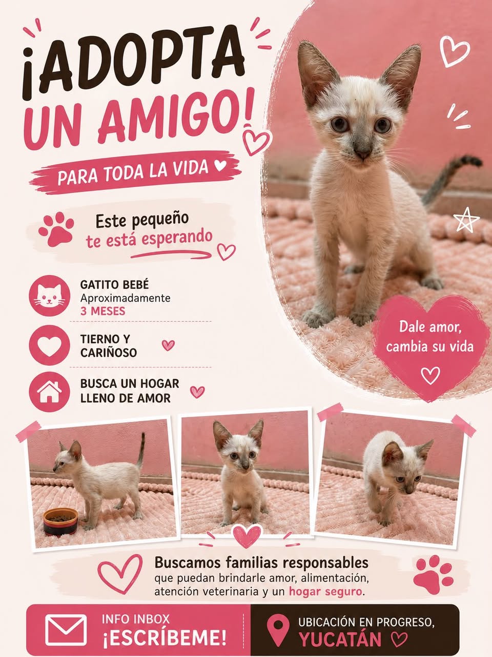 Gato en adopción en Mérida