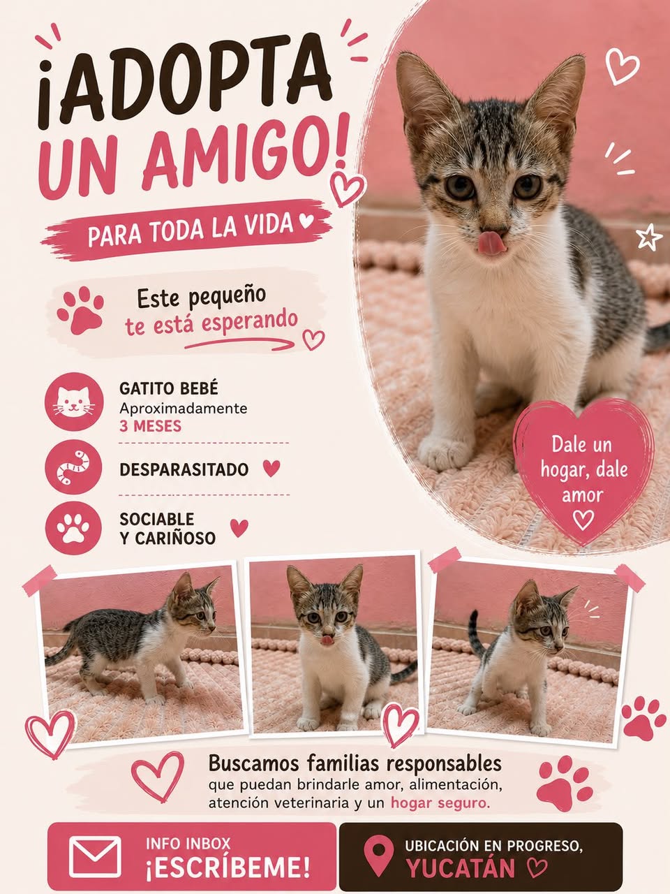 Gato en adopción en Mérida