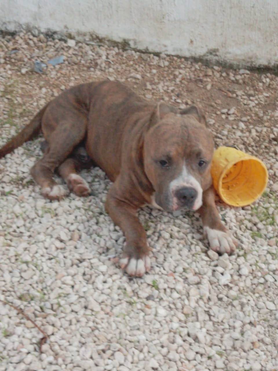 Perro mascota encontrada en Mérida