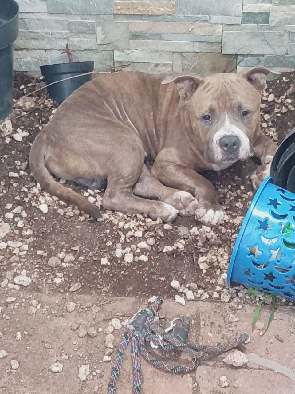 Perro mascota encontrada en Mérida