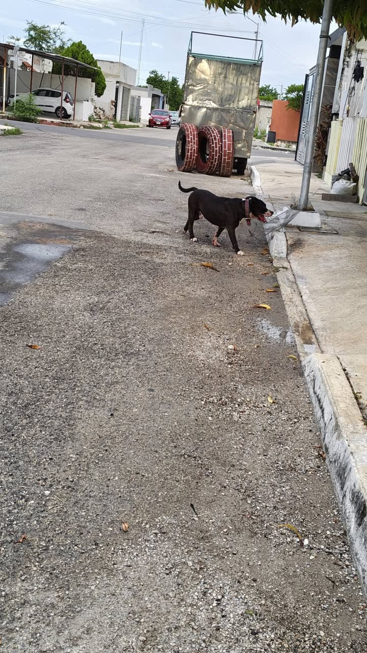 Perro mascota encontrada en Mérida