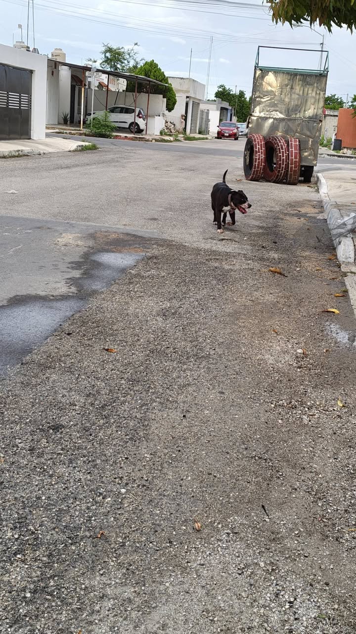 Perro mascota encontrada en Mérida