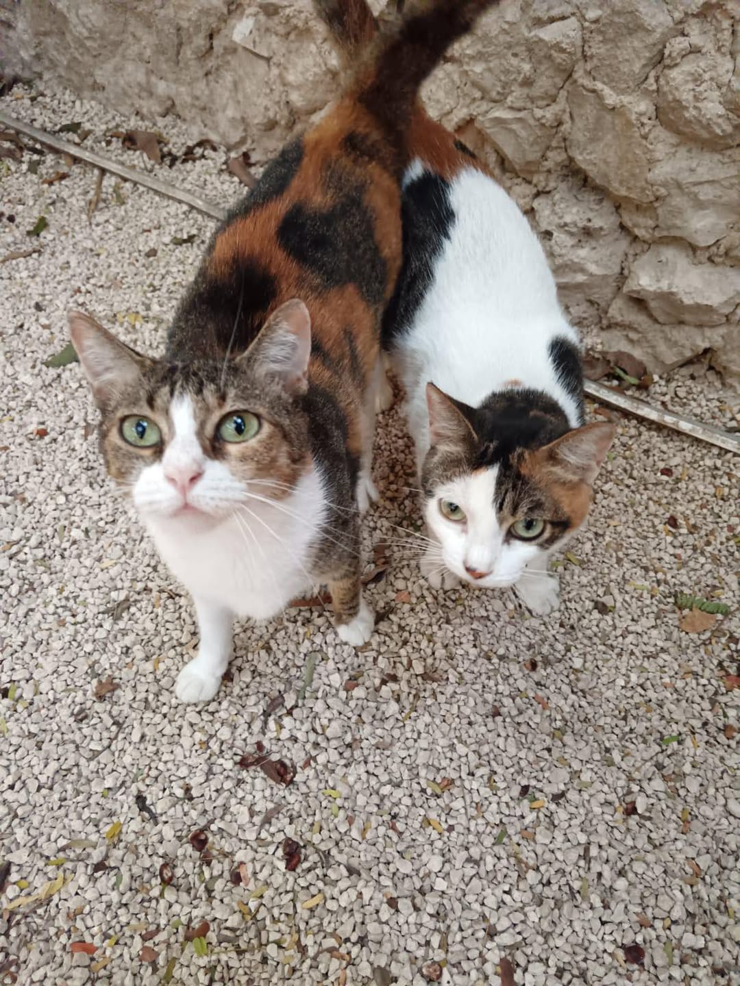 Gato mascota perdida en Mérida