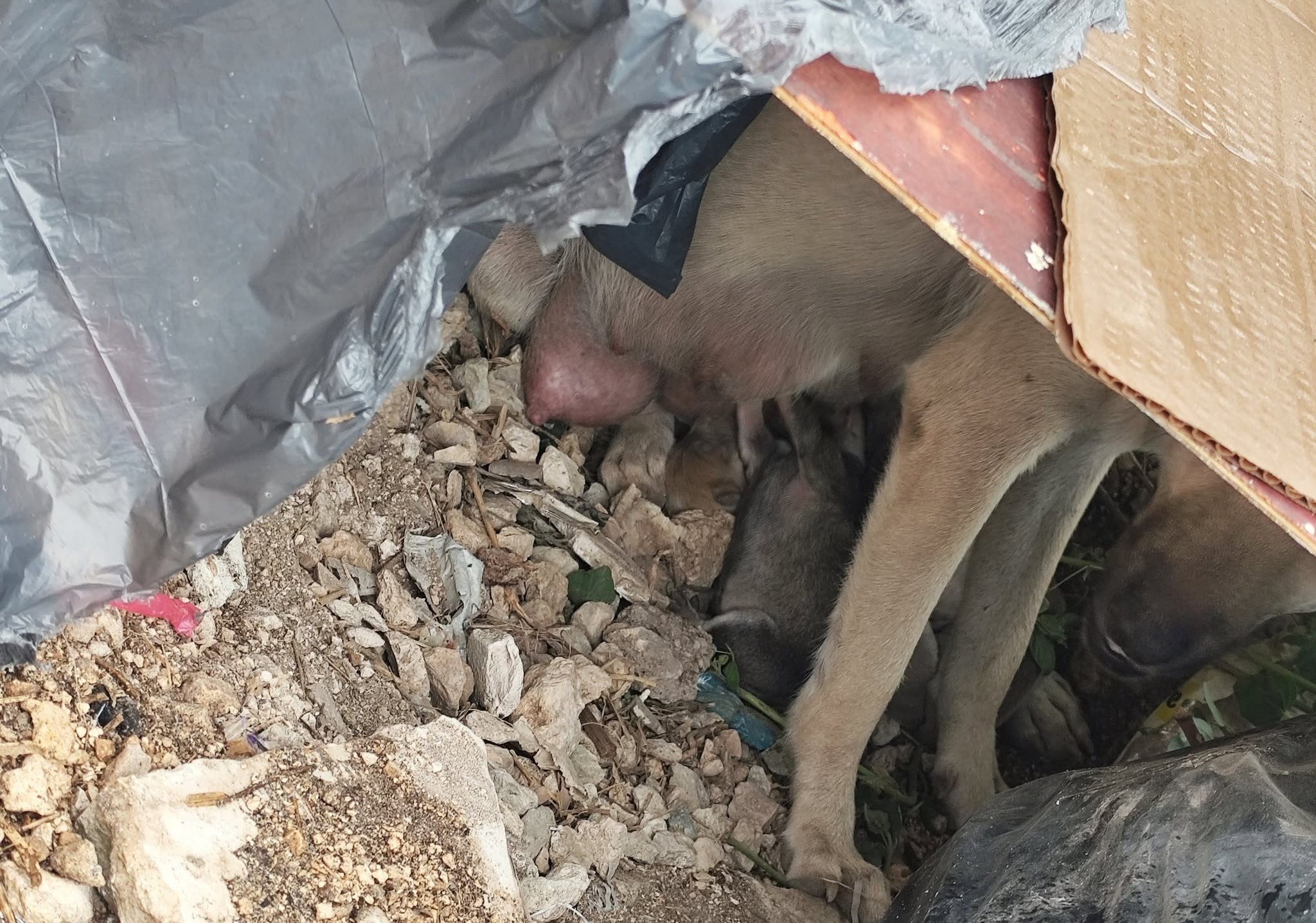 Perro ayuda médica en Mérida