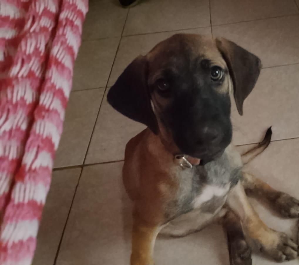 Perro marrón y blanco visto desde arriba, asomando la cabeza y mirando hacia la cámara con collar plateado. Tela rosa tejida visible en la esquina.