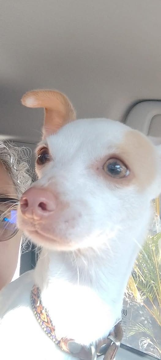 Primer plano de una cabeza de perro pequeño blanco con manchas en los ojos, en un vehículo.