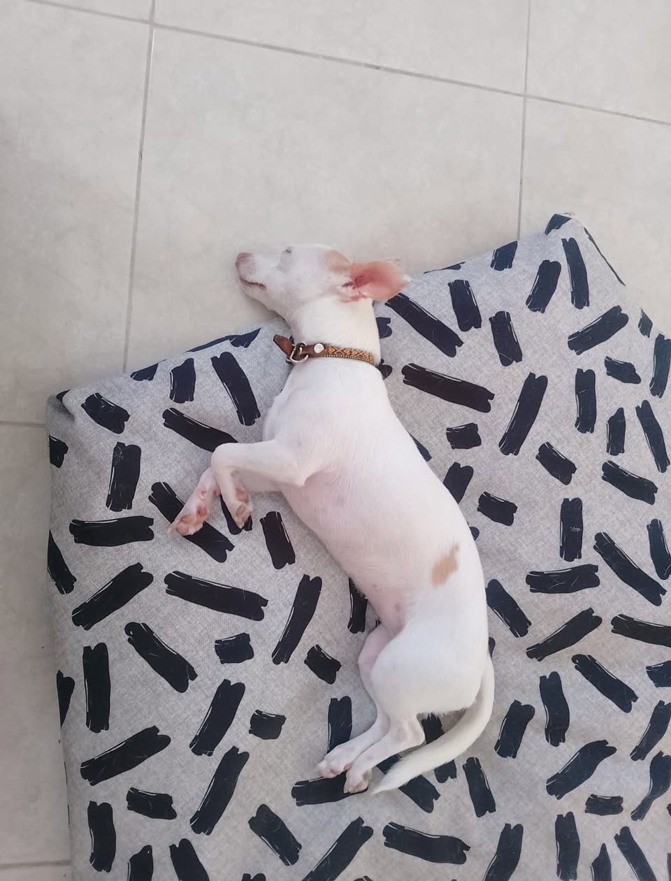 Amica