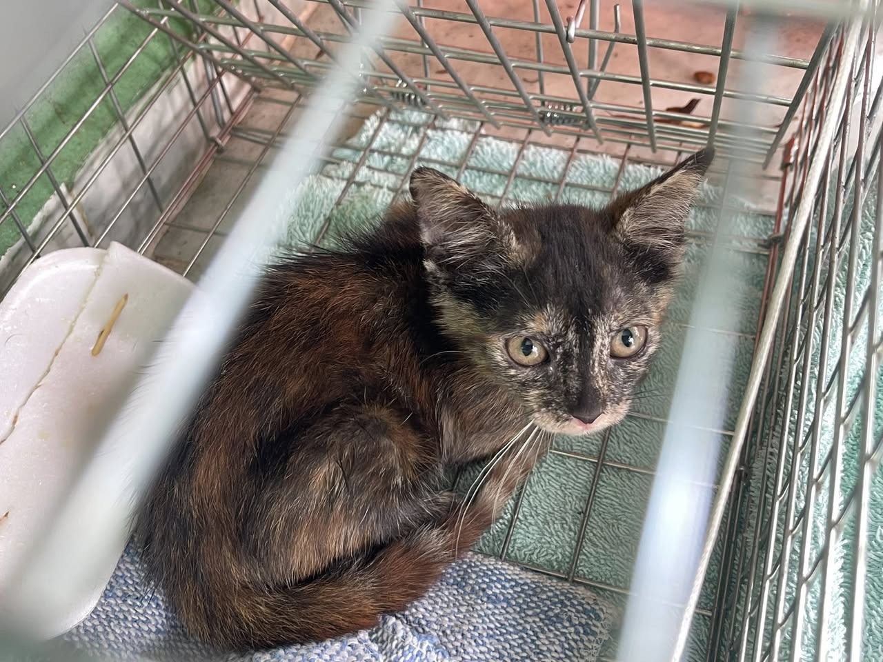Gato en adopción en Mérida