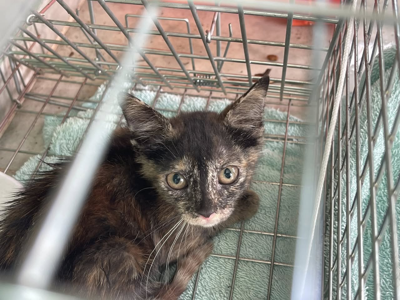 Gato en adopción en Mérida