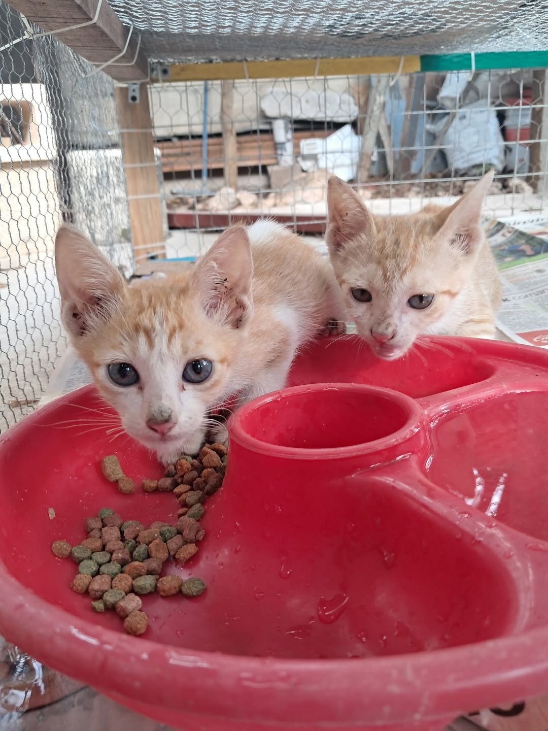 Gato mascota perdida en Mérida