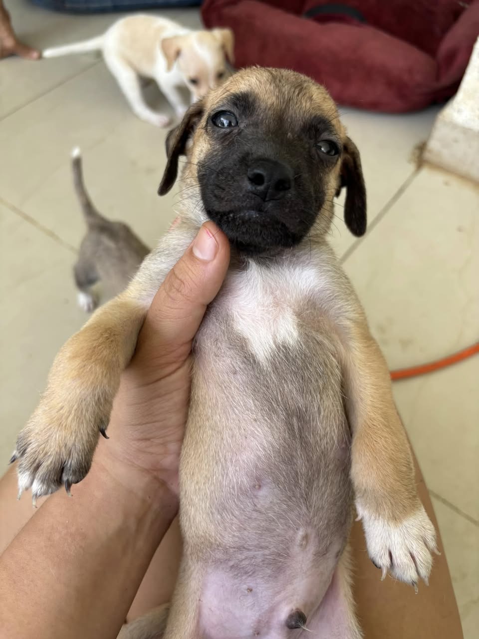 Perro mascota perdida en Mérida
