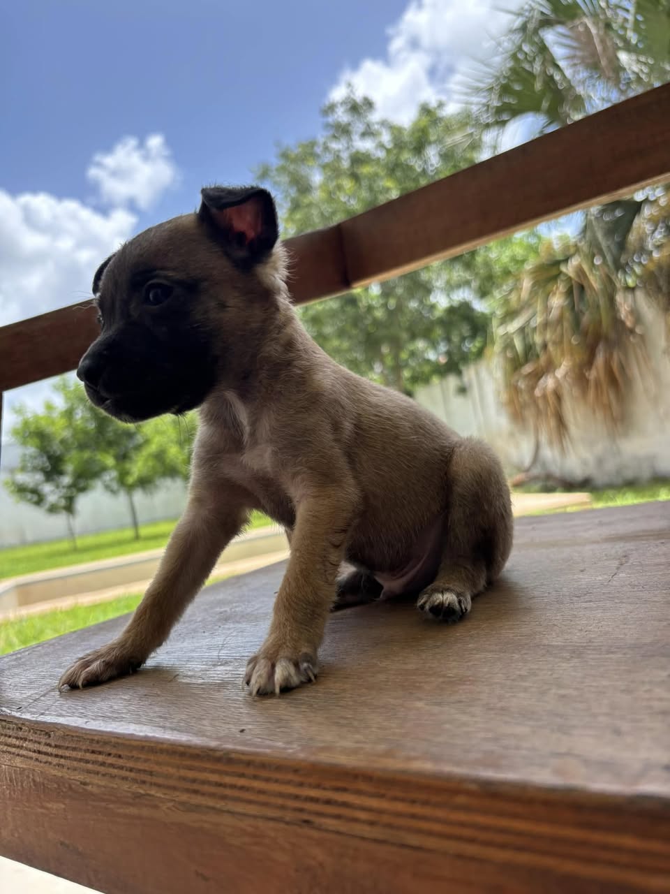 Perro mascota perdida en Mérida