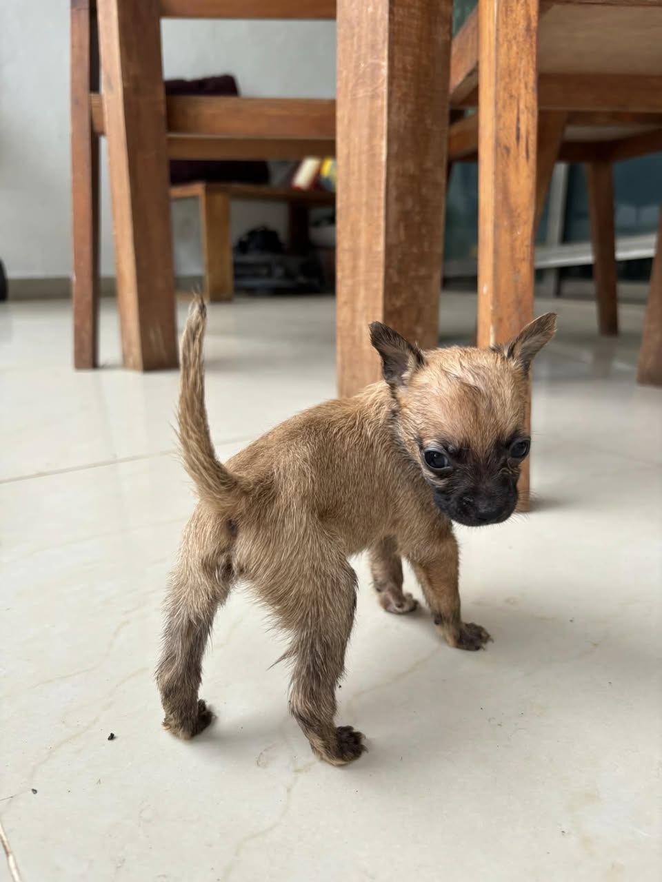 Perro mascota perdida en Mérida
