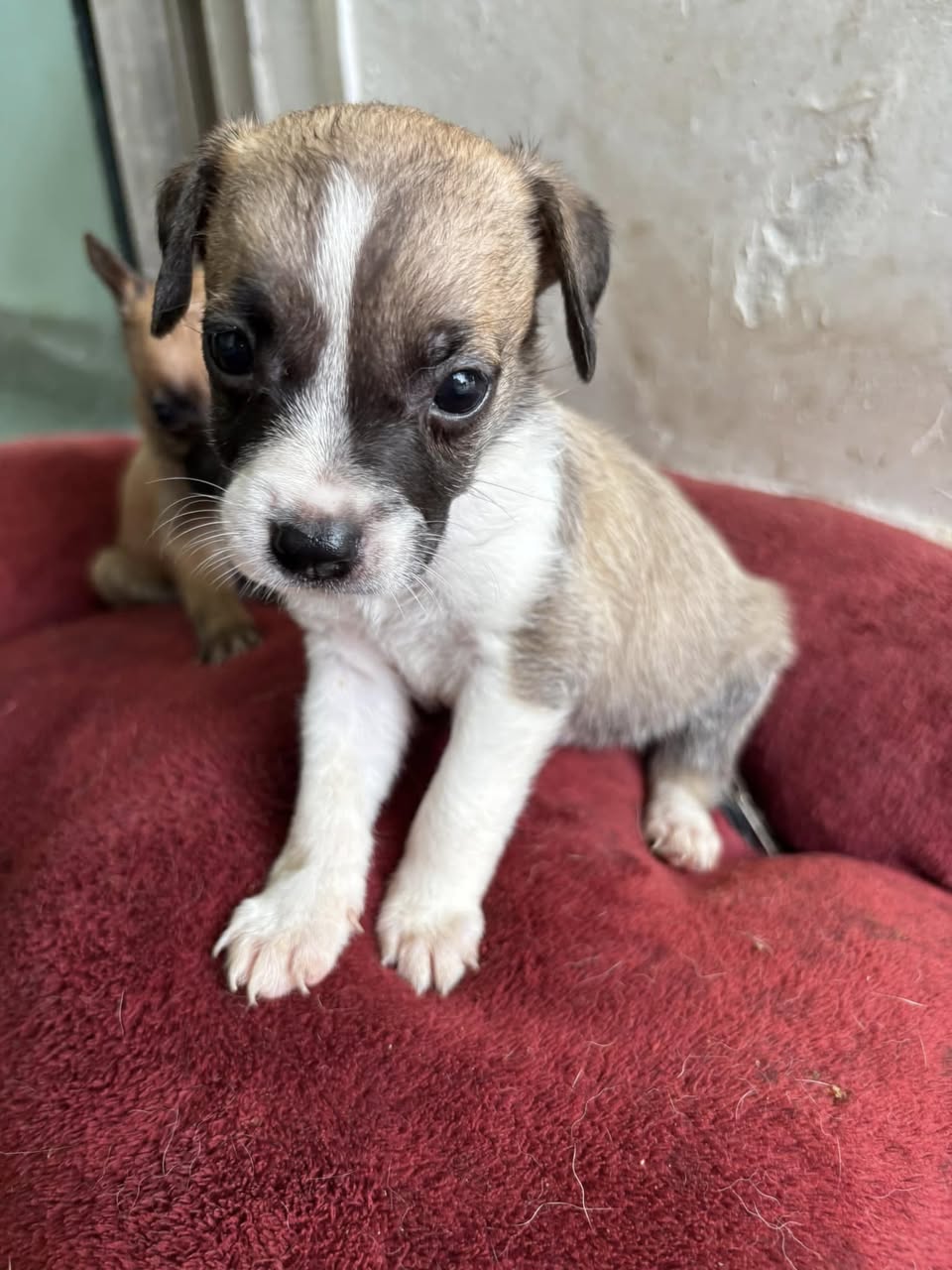 Perro mascota perdida en Mérida