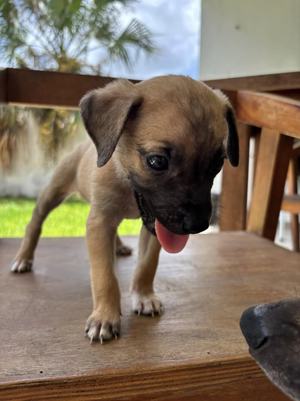 Perro mascota perdida en Mérida