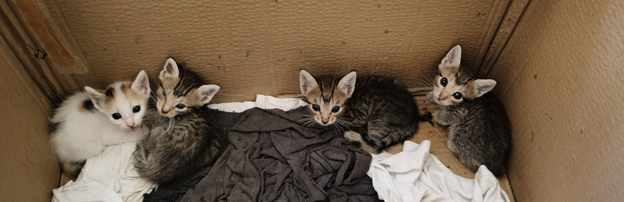 Otro en adopción en Mérida