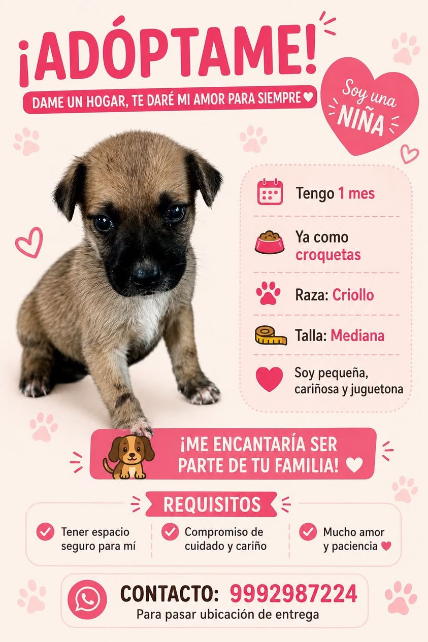 Perro en adopción en Mérida