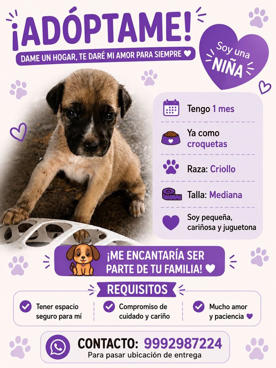 Perro en adopción en Mérida