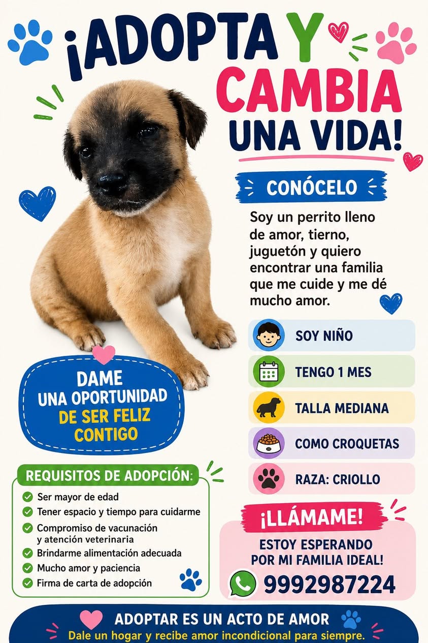Perro en adopción en Mérida