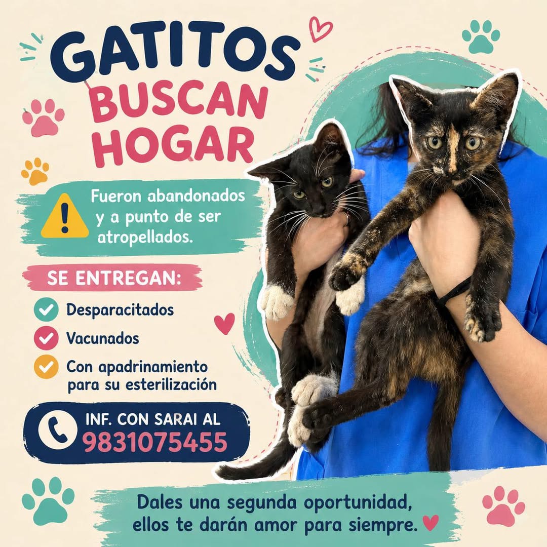 Gato en adopción en Mérida