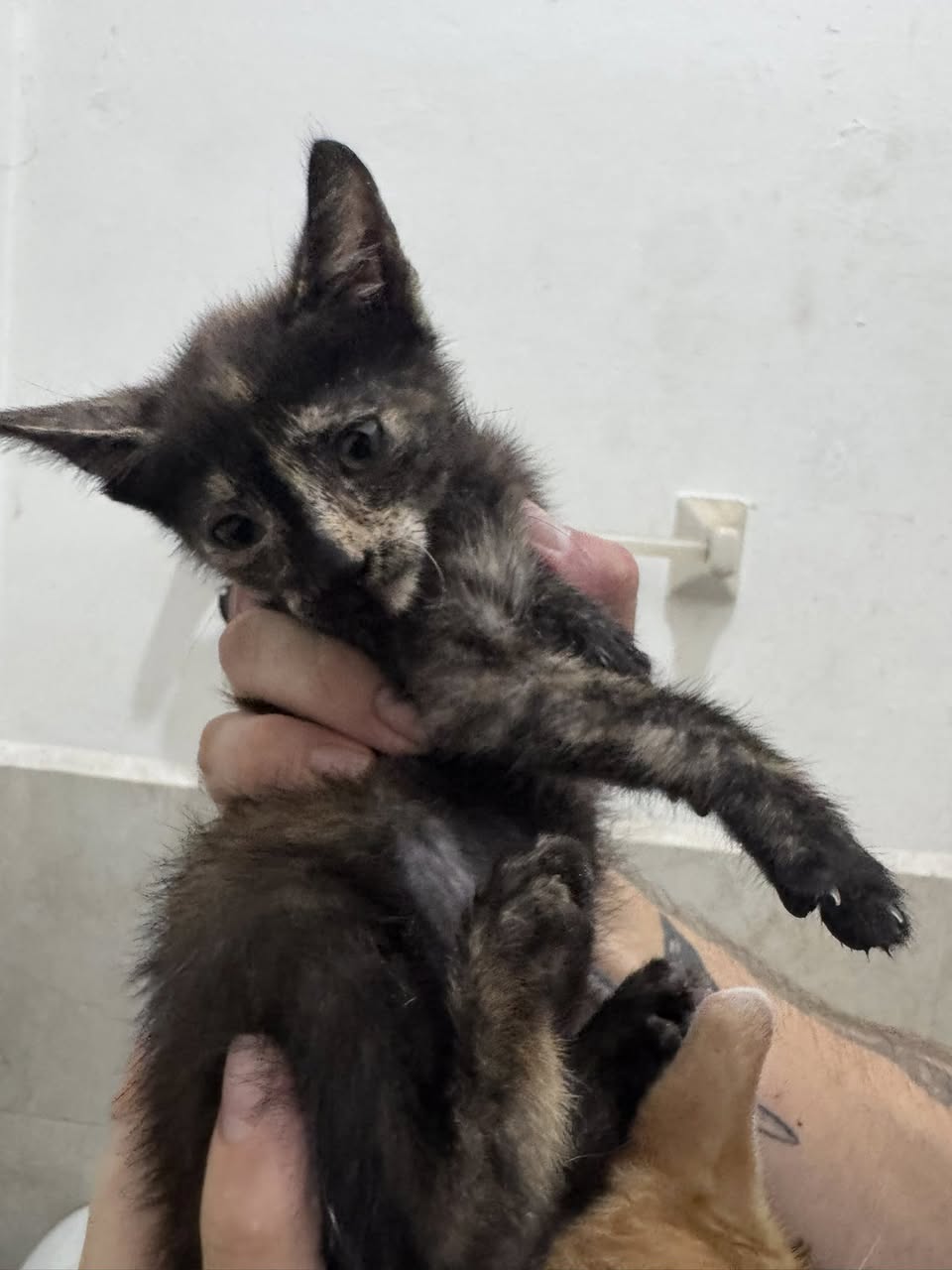 Gato en adopción en Mérida