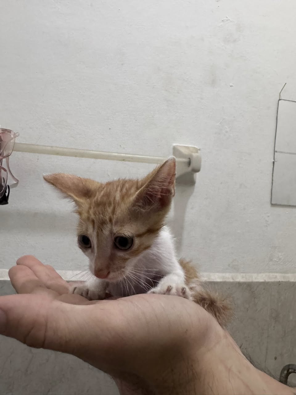 Gato en adopción en Mérida