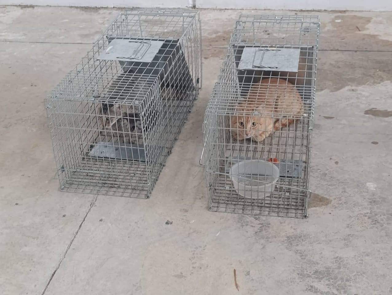 Gato mascota en Mérida