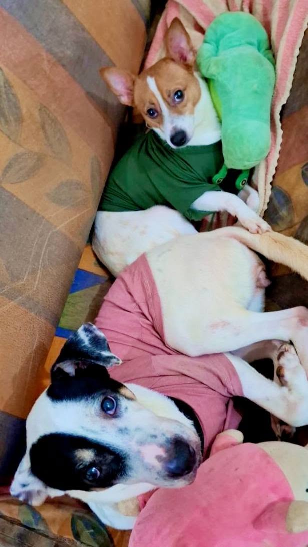 Luna y Scrapy