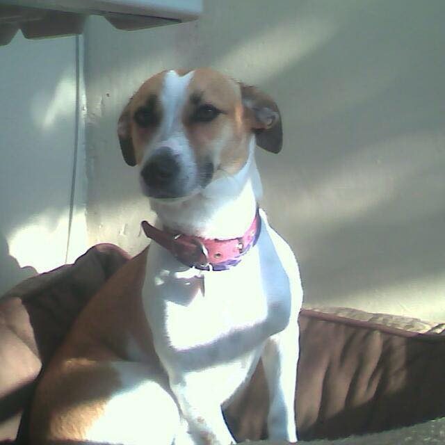 Perro de tamaño mediano, color marrón/chocolate con pecho blanco, posible Pit Bull o raza similar, en postura acostada. Lleva correa rosada/púrpura alrededor del cuello.