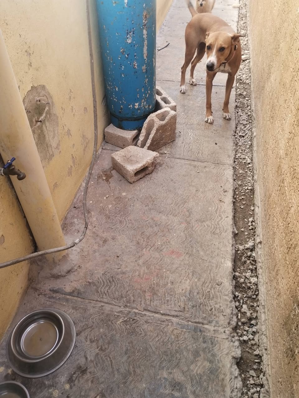 Perro marrón rojizo en pasillo estrecho junto a tanque azul, cilindro de agua en vivienda