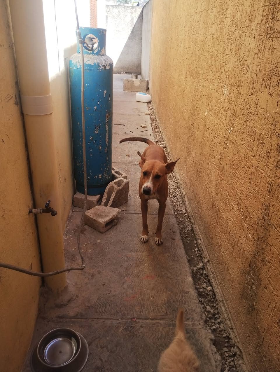 perla