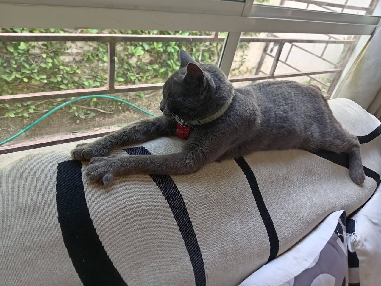 Gato gris oscuro descansando en superficie con collar rojo. Felino doméstico relajado en terraza con puerta de fondo.