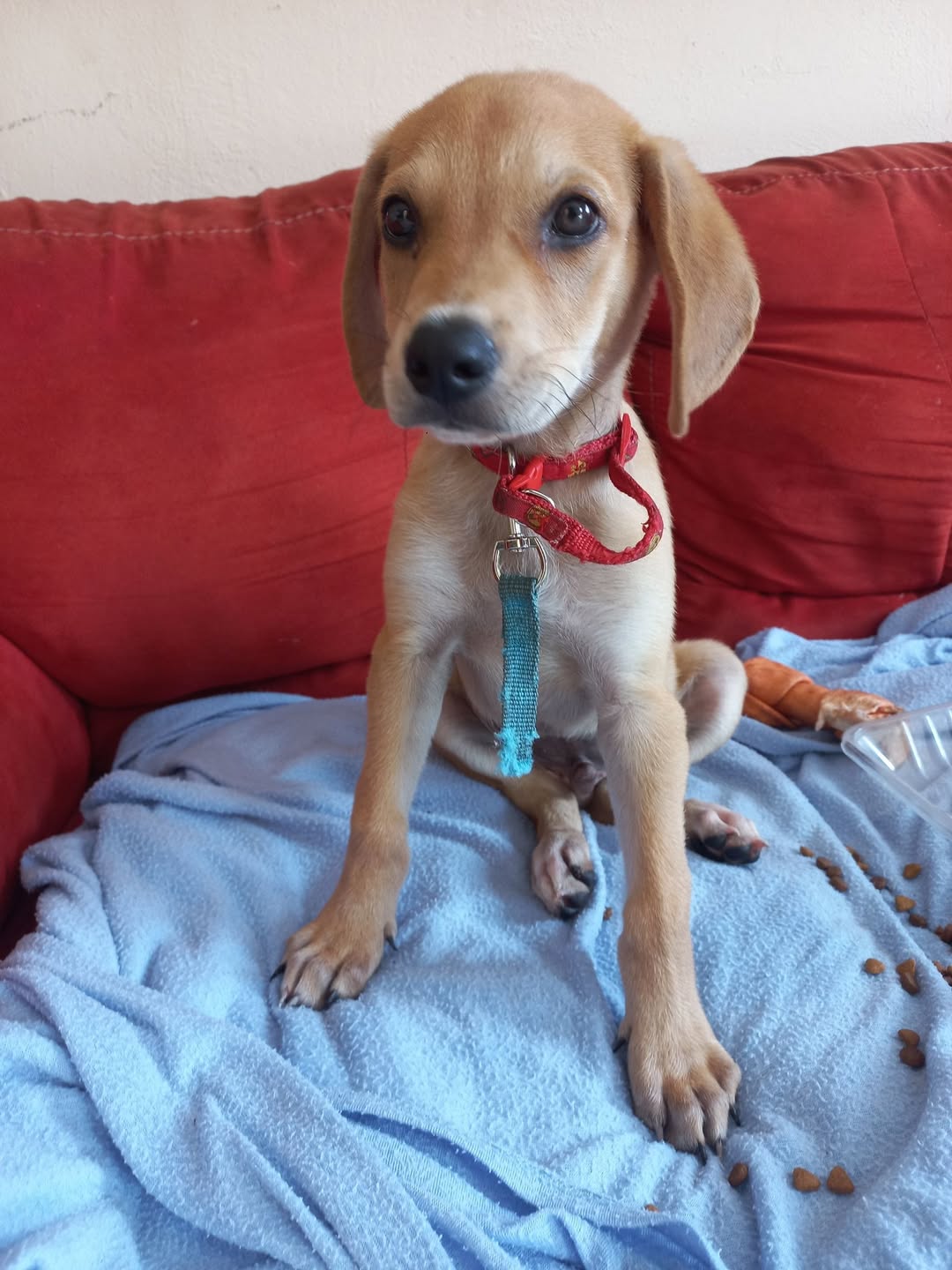 Perro mascota perdida en Mérida