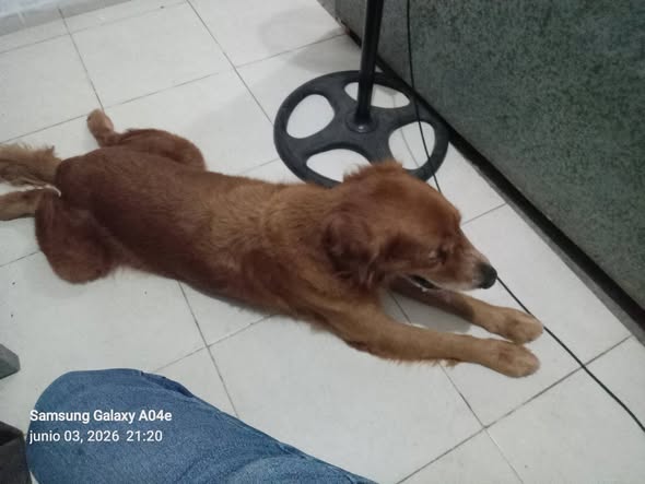 Perro mascota encontrada en Chuburná
