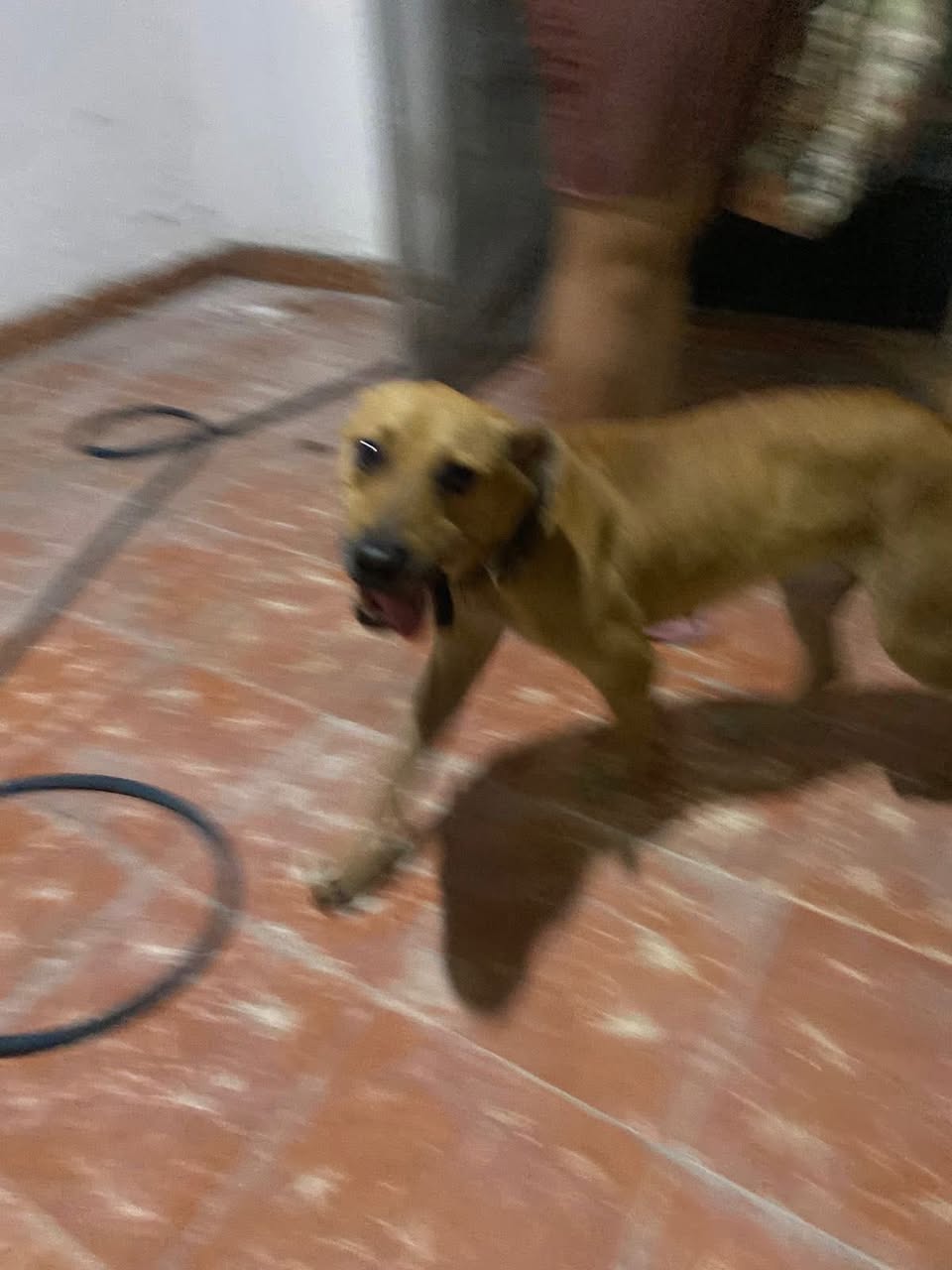 Otro en adopción en Mérida